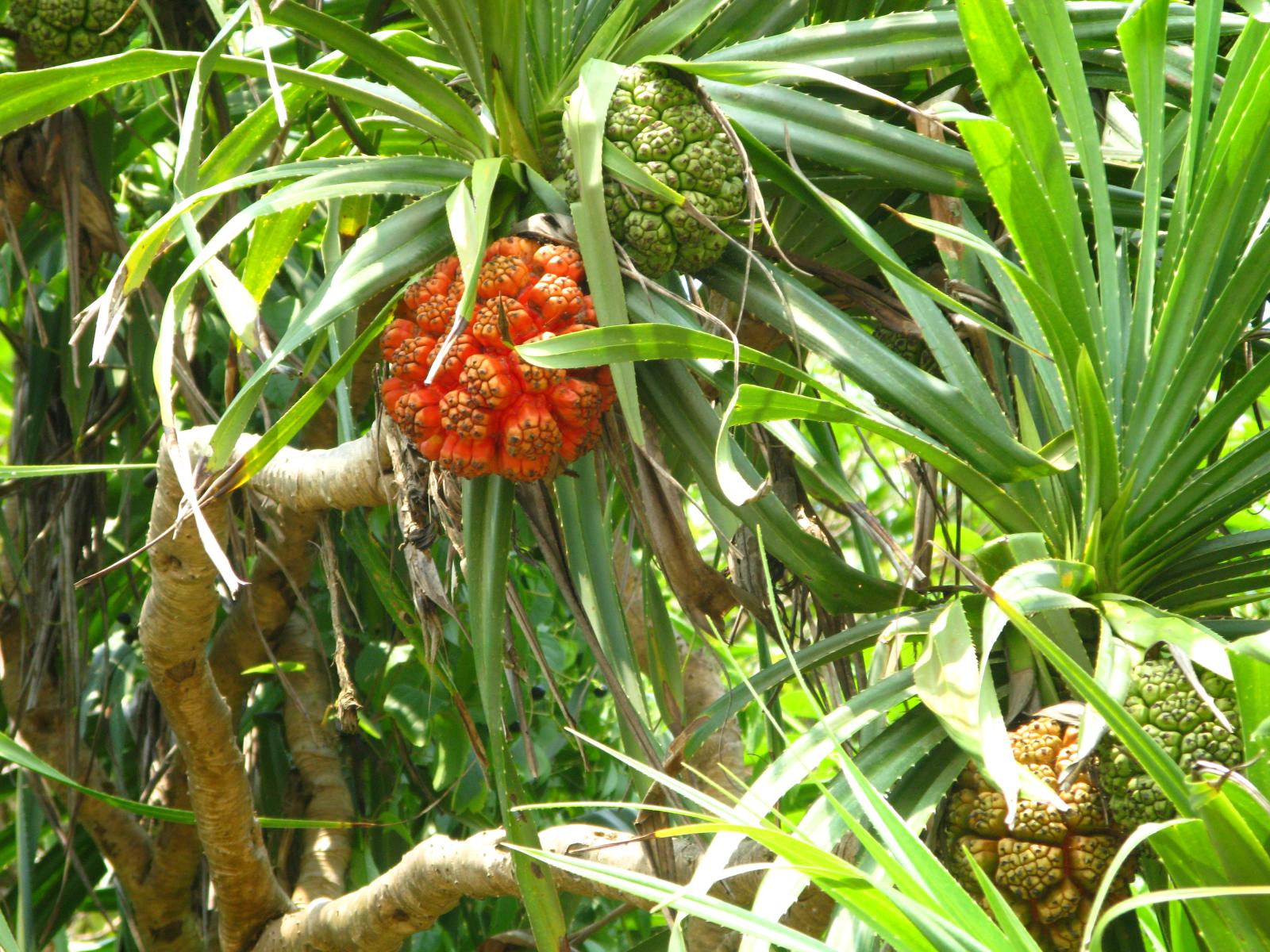 Propriétés huile essentielle Kewra / Pandanus odoratissimus L. Myrtéa